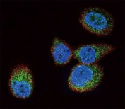 Confocal immunofluorescent analysis of HRAS antibody with MCF-7 cells followed by Alexa Fluor 488-conjugated goat anti-rabbit lgG (green). Actin filaments have been labeled with Alexa Fluor 555 Phalloidin (red). DAPI was used as a nuclear counterstain (blue).