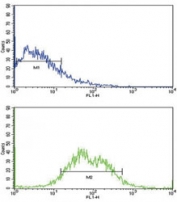 Flow cytometric analysis of HepG2 cells using ALK1 antibody (bottom histogram) compared to a negative control (top histogram). FITC-conjugated goat-anti-rabbit secondary Ab was used for the analysis.