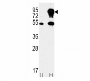Western blot analysis of B-RAF antibody and 293 cell lysate (2 ug/lane) either nontransfected (Lane 1) or transiently transfected with the BRAF gene (2). Predicted size 85-95 kDa