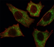 Fluorescent image of C2C12 cell stained with B-RAF antibody at 1:25. Immunoreactivity is localized to the cytoplasm.