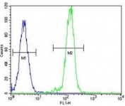 B-RAF antibody flow cytometric analysis of HeLa cells (right histogram) compared to a negative control (left histogram). FITC-conjugated goat-anti-rabbit secondary Ab was used for the analysis.