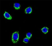Confocal immunofluorescent analysis of BRAF antibody with HeLa cells followed by Alexa Fluor 488-conjugated goat anti-rabbit lgG (green). DAPI was used as a nuclear counterstain (blue).
