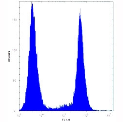 BRAF antibody flow cytometric analysis of HeLa cells (right histogram) compared to a negative control (left histogram).