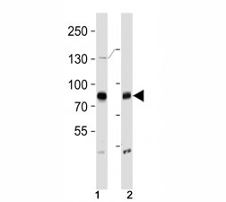 BRAF antibody western blot analysis in (1) HeLa and (2) T47D lysate. Predicted size 85-95 kDa~
