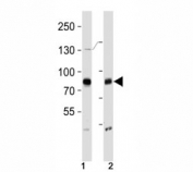 BRAF antibody western blot analysis in (1) HeLa and (2) T47D lysate. Predicted size 85-95 kDa