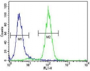 Acetylcholinesterase antibody flow cytometric analysis of human NCI-H460 cells (right histogram) compared to a negative control (left histogram). FITC-conjugated goat-anti-rabbit secondary Ab was used for the analysis.