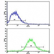 Flow cytometric analysis of Jurkat cells using MERTK antibody (bottom histogram) compared to a negative control (top histogram). FITC-conjugated goat-anti-rabbit secondary Ab was used for the analysis.