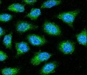 Anti-GAPDH antibody confocal immunofluorescent analysis with HeLa cell. Primary antibody (1:20) was followed by FITC-conjugated goat anti-rabbit lgG. FITC emits green fluorescence. DAPI was used as a nuclear counterstain (blue).