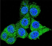 Confocal immunofluorescent analysis of GAPDH antibody with HeLa cells followed by Alexa Fluor 488-conjugated goat anti-rabbit lgG (green). DAPI was used as a nuclear counterstain (blue).