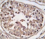 IHC analysis of FFPE human testis tissue stained with TBK antibody