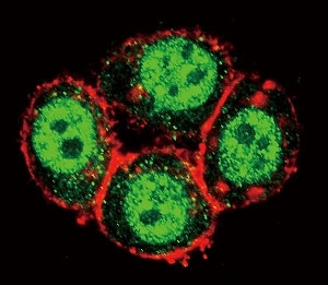 Confocal immunofluorescent analysis of PAK1 antibody with HeLa cells followed by Alexa Fluor 488-conjugated goat anti-rabbit lgG (green). Actin filaments have been labeled with Alexa Fluor 555 Phalloidin (red).