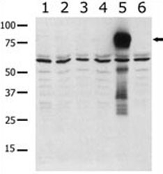 Western blot analysis of PAK5 antibody in lysate from transiently transfected COS7 cells. Lane 1: negative control, and transfected lysates 2: PAK1, 3: PAK2, 4: PAK4,