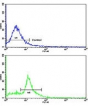 Flow cytometric analysis of MDA-231 cells using Caspase-9 antibody (bottom histogram) compared to a negative control cell (top histogram). FITC-conjugated goat-anti-rabbit secondary Ab was used for the analysis.