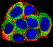 Confocal immunofluorescent analysis of Caspase-9 antibody with HeLa cells followed by Alexa Fluor 488-conjugated goat anti-rabbit lgG (green). Actin filaments have been labeled with Alexa Fluor 555 Phalloidin (red). DAPI was used as a nuclear counterstain (blue).