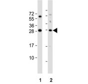 IHC analysis of FFPE human brain stained with BDNF antibody