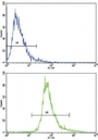 Flow cytometric analysis of CEM cells using BDNF antibody (bottom histogram) compared to a negative control cell (top histogram). FITC-conjugated goat-anti-rabbit secondary Ab was used for the analysis.