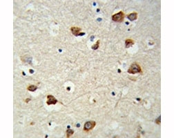 IHC analysis of FFPE mouse brain tissue stained with RPS6KB2 antibody