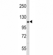 Western blot analysis of PERK antibody and 293 lysate. Predicted molecular weight ~125 kDa.