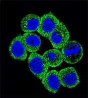 Confocal immunofluorescent analysis of PTEN antibody with HeLa cells followed by Alexa Fluor 488-conjugated goat anti-rabbit lgG (green). DAPI was used as a nuclear counterstain (blue).