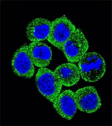 Confocal immunofluorescent analysis of PTEN antibody with HeLa cells followed by Alexa Fluor 488-conjugated goat anti-rabbit lgG (green). DAPI was used as a nuclear counterstain (blue).