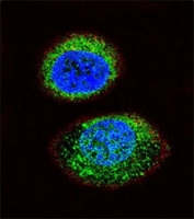 Confocal immunofluorescent analysis of PTEN antibody with MCF-7 cells followed by Alexa Fluor 488-conjugated goat anti-rabbit lgG (green). Actin filaments have been labeled with Alexa Fluor 555 Phalloidin (red). DAPI was used as a nuclear counterstain (blue).