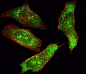 Fluorescent image of HeLa cells stained with SHP2 antibody. Alexa Fluor 488 conjugated secondary (green) was used. SHP2 immunoreactivity is localized to nucleolus and cytoplasm strongly and nucleus weakly.~