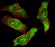 Fluorescent image of HeLa cells stained with SHP2 antibody. Alexa Fluor 488 conjugated secondary (green) was used. SHP2 immunoreactivity is localized to nucleolus and cytoplasm strongly and nucleus weakly.