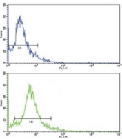 Flow cytometric analysis of HeLa cells using SKP2 antibody (green) compared to a <a href=../search_result.php?search_txt=n1001>negative control</a> (blue). FITC-conjugated goat-anti-rabbit secondary Ab was used for the analysis.