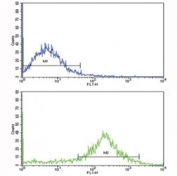 Flow cytometric analysis of NCI-H292 cells using IL-1B antibody (bottom histogram) compared to a negative control (top histogram). FITC-conjugated goat-anti-rabbit secondary Ab was used for the analysis.