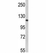 Western blot analysis of Retinoblastoma antibody and 293 lysate
