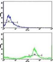 Flow cytometric analysis of MDA-231 cells using C5 antibody (green) compared to a <a href=../search_result.php?search_txt=n1001>negative control</a> (blue). FITC-conjugated goat-anti-rabbit secondary Ab was used for the analysis.