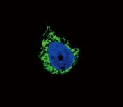 Confocal immunofluorescent analysis of IGFBP2 antibody with A549 cells followed by Alexa Fluor 488-conjugated goat anti-rabbit lgG (green). DAPI was used as a nuclear counterstain (blue).