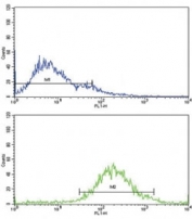 Flow cytometric analysis of Jurkat cells using IGFBP2 antibody (green) compared to a negative control (blue). FITC-conjugated goat-anti-rabbit secondary Ab was used for the analysis.