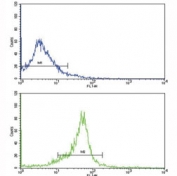 Flow cytometric analysis of WiDr cells using WNT5B antibody (bottom histogram) compared to a negative control (top histogram). FITC-conjugated goat-anti-rabbit secondary Ab was used for the analysis.