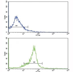Flow cytometric analysis of WiDr cells using WNT5B antibody (bottom histogram) compared to a <a href=../search_result.php?search_txt=n1001>negative control</a> (top histogram). FITC-conjugated goat-anti-rabbit secondary Ab was used for the analysis.