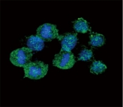 Confocal immunofluorescent analysis of IL-8 antibody with HeLa cells followed by Alexa Fluor 488-conjugated goat anti-rabbit lgG (green). DAPI was used as a nuclear counterstain (blue).