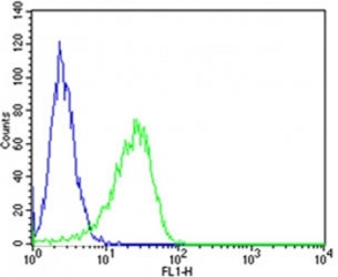 Flow cytometric analysis of SK-BR-3 cells using MICA antibody (green) compared to an isotype control of <a href=../search_result.php?search_txt=N1001>rabbit IgG (blue)</a>. Ab was diluted at 1:25 dilution. An Alexa Fluor 488 goat anti-rabbit lgG was used as the secondary.