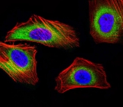 Immunofluorescent staining of fixed and permeabilized human HeLa cells with MICA antibody (green), phalloidin (red, cytoplasmic actin) and DAPI (blue, nuclear).