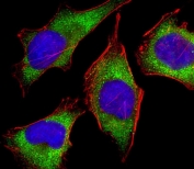 Immunofluorescent staining of fixed and permeabilized human HeLa cells with MICA antibody (green), phalloidin (red, cytoplasmic actin) and DAPI (blue, nuclear).