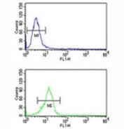 Olig3 antibody flow cytometric analysis of U251 cells (bottom histogram) compared to a negative control (top histogram). FITC-conjugated goat-anti-rabbit secondary Ab was used for the analysis.