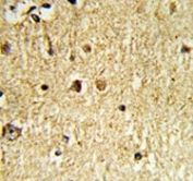 IHC analysis of FFPE human brain tissue with Olig3 antibody