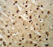 Beclin1 antibody IHC analysis in formalin fixed and paraffin embedded mouse brain tissue.