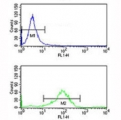 RAB7 antibody flow cytometry analysis of K562 cells (bottom histogram) compared to a negative control (top histogram). FITC-conjugated goat-anti-rabbit secondary Ab was used for the analysis.