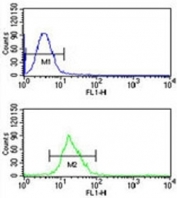 Integrin beta 3 antibody flow cytometric analysis of CEM cells (bottom histogram) compared to a negative control (top histogram). FITC-conjugated goat-anti-rabbit secondary Ab was used for the analysis.