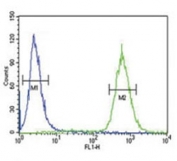 GDNF antibody flow cytometric analysis of 293 cells (right histogram) compared to a negative control (left histogram). FITC-conjugated goat-anti-rabbit secondary Ab was used for the analysis.
