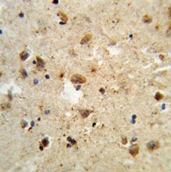 IHC analysis of FFPE human brain tissue stained with ATF6 antibody