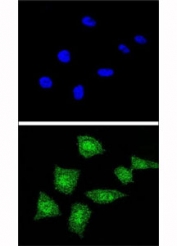 Confocal immunofluorescent analysis of SOD1 antibody with 293 cells followed by Alexa Fluor 488-conjugated goat anti-rabbit lgG (green). DAPI was used as a nuclear counterstain (blue).