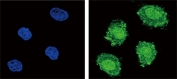 Confocal immunofluorescent analysis of SOCS1 antibody with 293 cells followed by Alexa Fluor 488-conjugated goat anti-rabbit lgG (green). DAPI was used as a nuclear counterstain (blue).