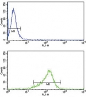 IL-12 antibody flow cytometry analysis of MDA-MB231 cells (green) compared to a <a href=../search_result.php?search_txt=n1001>negative control</a> (blue). FITC-conjugated goat-anti-rabbit secondary Ab was used for the analysis.
