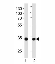 Western blot analysis of lysate from (1) MCF-7 and (2) NCI-H460 cell line using TAZ antibody at 1:1000.